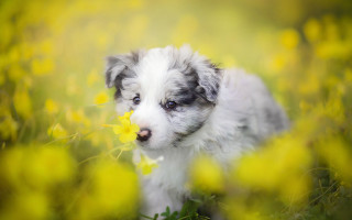 Puppy yellow flower field bokeh - a puppy free wallpaper