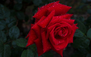 Red rose water droplets macro 23 - petal free wallpaper