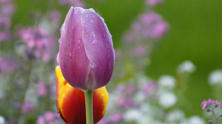 Purple flower yellow center green - a green field free wallpaper