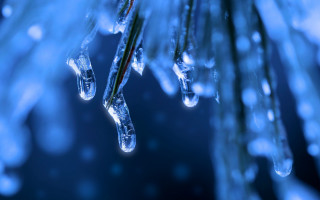 Pine ice water droplets macro 2 - ice free wallpaper