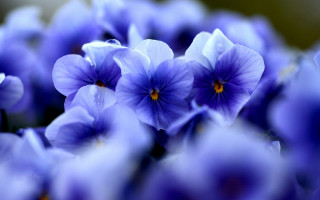 Purple flower vase macro blurry - a vase free wallpaper