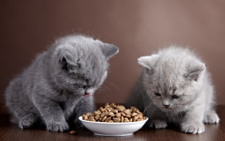 Kittens eating bowl cute realistic - chippy free wallpaper