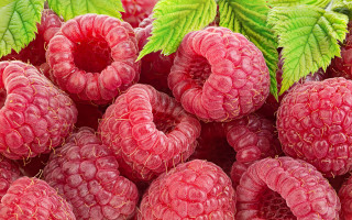 Raspberries green leaves water droplets - a bunch of raspberries free wallpaper