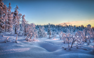 Snowy landscape trees bushes sunset - dawn free wallpaper