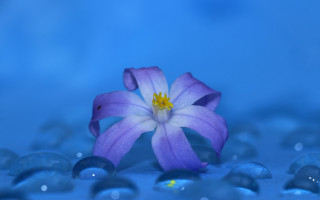 Purple flower yellow center water - anne rigney free wallpaper