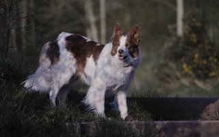 Dog tiltshift nature photorealism bush - tongue free wallpaper