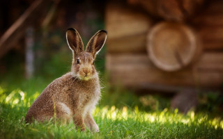 Rabbit grass log cabin bokeh - a rabbit free wallpaper for desktop