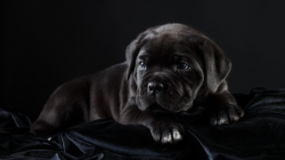Puppy sad look black blanket - a puppy free wallpaper