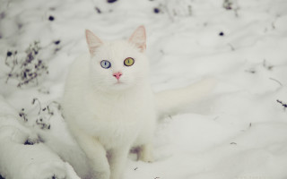 White cat blue eyes snow - symmetrical eye free wallpaper
