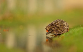 Hedgehog pond grass house reflection - a pond free wallpaper