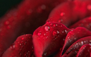 Red rose water droplets macro 55 - anne dunn free wallpaper for desktop