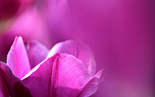 Pink flower blurry background macro 6 - field free wallpaper