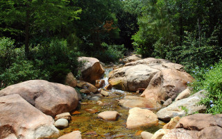 Forest stream rocks trees night - green foliage free wallpaper