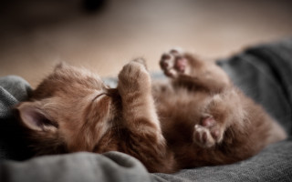 Kitten laying on blanket paw - a kitten free wallpaper