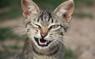 Cat open mouth carlos catasse - mouth wide free wallpaper