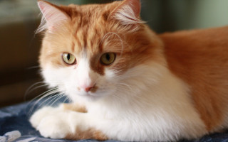 Cat bed blue blanket window - a curtain behind free wallpaper