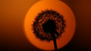 Dandelion sunset orange sky tree - sun free wallpaper