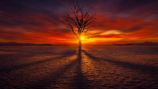 Sunset tree shadow cityscape mountain - thin free wallpaper for desktop
