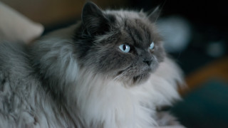 Cat blue eyes serious couch - f 1. free wallpaper for desktop