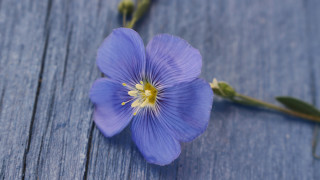 Blue flower hydrangea leaf macro - the center of the flower free wallpaper
