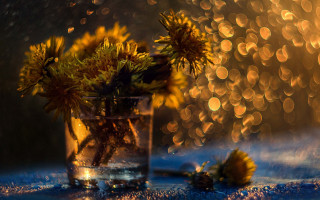 Yellow flower vase rainy window - bokeh free wallpaper