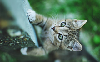 Kitten looking up wall paws - sharp claw free wallpaper