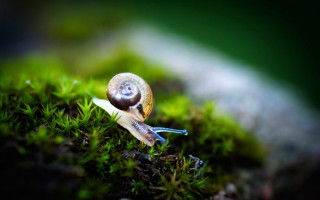 Snail mossy shell macro nature - a mossy surface free wallpaper for desktop