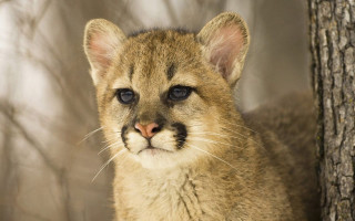 Shiba inu closeup tree trunk - a close up free wallpaper for desktop