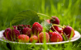 Raspberries strawberries plate grass water - the plate free wallpaper