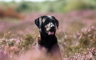 Dog flower field tongue out 2 - eye open free wallpaper