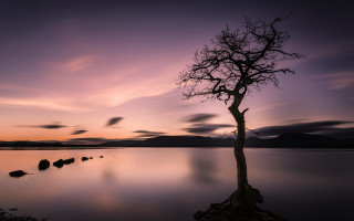 Lone tree water sunset purple - a lone tree free wallpaper