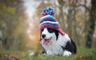 Dog colorful hat laying park - a park free wallpaper