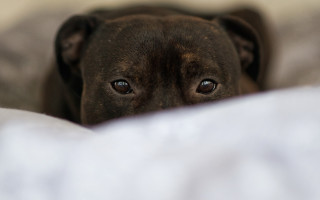 Sad dog laying bed portrait - his face free wallpaper