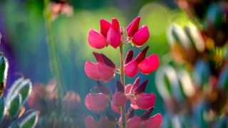 Pink lily macro bokeh blurry - derek chittock free wallpaper