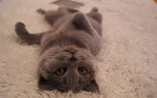 Cat glamor jigsaw superflat white - glamor pose free wallpaper