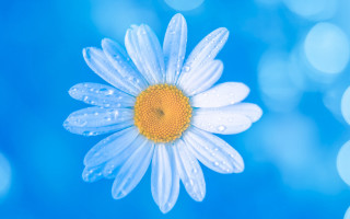 Blue flower water droplets macro 9 - gradient light blue free wallpaper