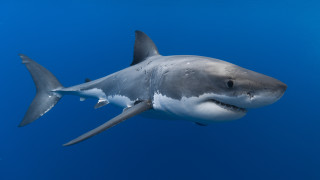 Great white shark camera back 2 - sharp high detail free wallpaper