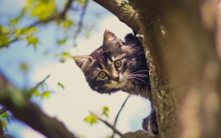 Curious cat in tree bokeh - its face and head free wallpaper