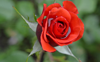 Red rose green leaves macro - the background and a blurry background behind free wallpaper