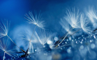 Dandelion water droplets bokeh night - dorothea braby free wallpaper