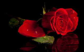 Red rose water drops black - a reflection of it free wallpaper
