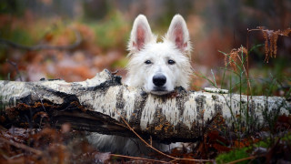 White dog chewing branch autumn - fallen free wallpaper