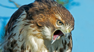 Bird open mouth angry macro - mouth wide free wallpaper