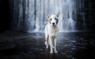 Dog waterfall blurry outdoors ocean - a waterfall free wallpaper
