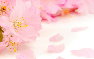 Pink flowers white surface scattered - asai chū free wallpaper