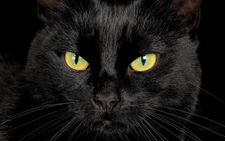 Black cat yellow eyes gothic 12 - black background free wallpaper for desktop
