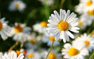 White flower bokeh macro nature - yellow center and petals free wallpaper