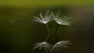 Dandelions water droplets green macro - macro art free wallpaper