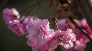 Pink flower branch bokeh spring - a blurry background of the flowers free wallpaper