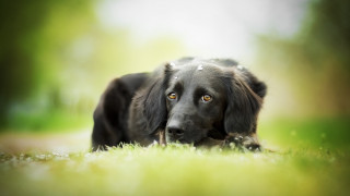 Dog grass sad eyes tiltshift - a sad look free wallpaper